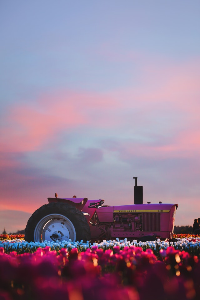 Pink Tractor Among Flowers